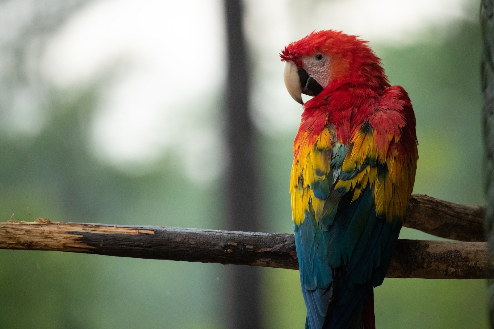 tucan nosotros lakam quintana roo